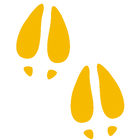 Tule Elk Ocean Sticker by Resource Renewal Institute