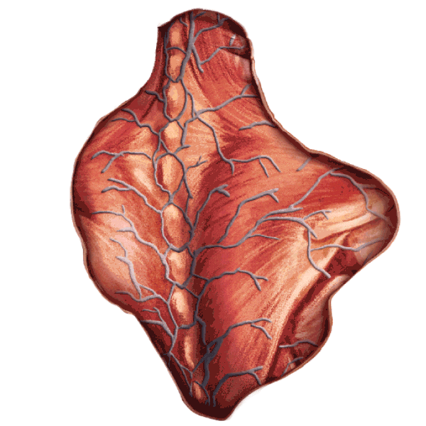 ABWomensHealth back international womens day anatomy iwd Sticker