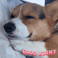 Good Night GIF