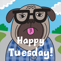 Happy Tuesday Pug Life GIF by joeyahlbum