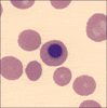 Red Blood Cells GIF by Ansel Oommen