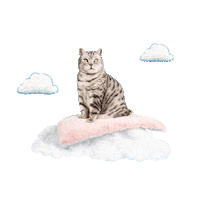 Cheshireandwain cat dreamy british shorthair pink cloud Sticker
