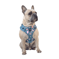 popandtedthreads dog doggo pup dog harness Sticker