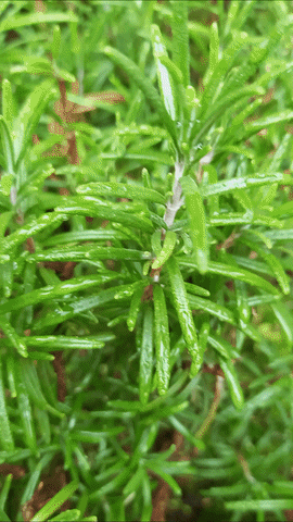 Simongip giphyupload GIF