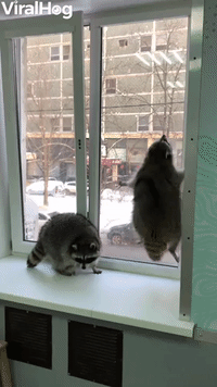 Raccoon Jumps Up and Down