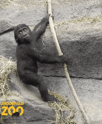 BrookfieldZoo wow baby really oops GIF