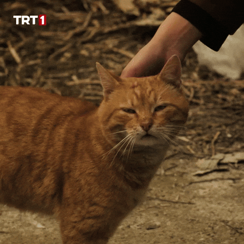 Cat GIF by TRT