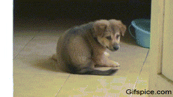 puppy legs GIF