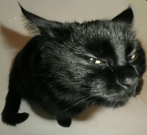 SirWilliamWelles giphyupload GIF