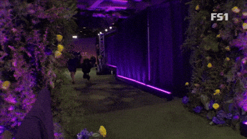 Siba the Standard Poodle