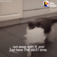 cat GIF by The Dodo