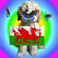 St Davids Day Wales GIF