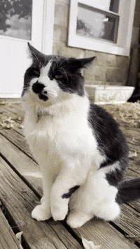 Cat Car GIF
