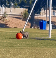 Dog Has Time of Its Life Playing Ball