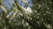 summer flowers GIF by Lehigh University