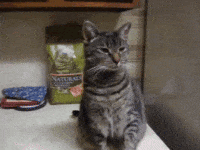 Video gif. Gray shorthair cat remains expressionless while raising its small paw to high-five a human hand.