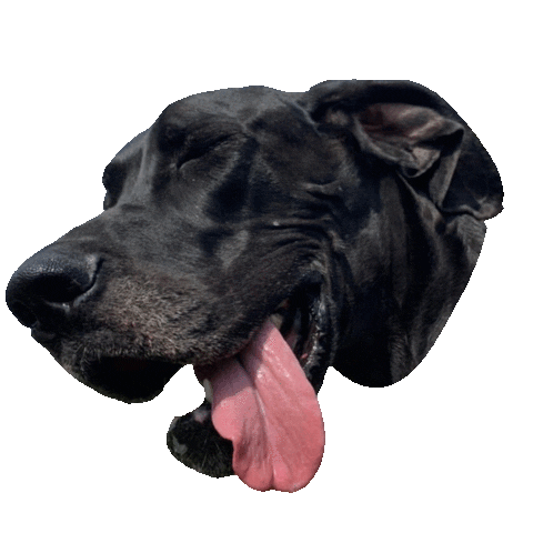 Great Dane Tongueouttuesday Sticker by DopeDog