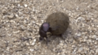 Dung Beetle Keeps on Rolling