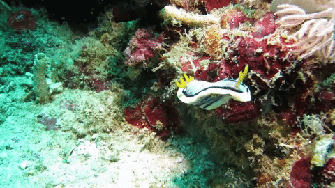 sea slugs nudibranchs GIF