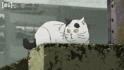 Cowboy Bebop Cat GIF by Adult Swim