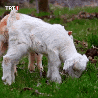 Hungry Dinner GIF by TRT