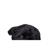 Vintage Brooklyn Sticker