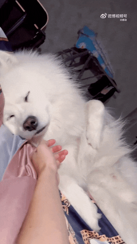 cuteanimalland giphyupload GIF