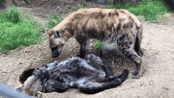 Spotted Hyena Lounges in Burrow on 17th Birthday at Oakland Zoo