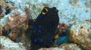 baja california fish GIF by Monterey Bay Aquarium