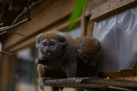 BristolZooGardens giphyupload lemur bzg bristol zoo GIF