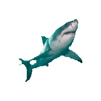 shark STICKER by imoji