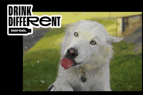 Refeel giphygifmaker dog drink different GIF