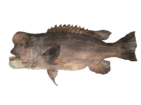 bundoqs giphyupload logo fish bundoqs Sticker