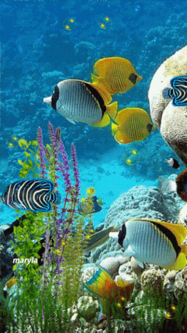 aquarium GIF