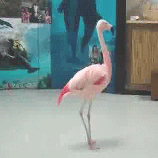Flamingos Dancing GIF