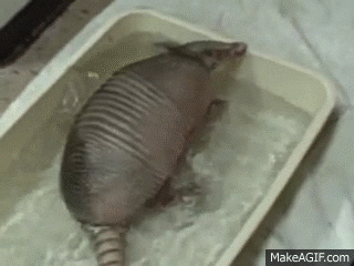armadillo GIF