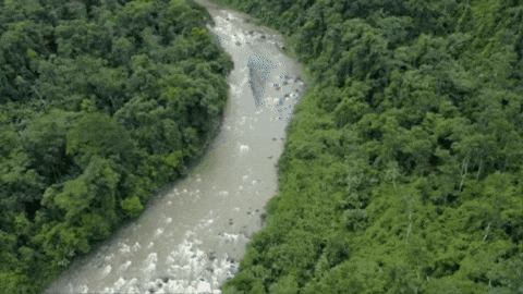 Costa Rica Jungle GIF by GoRafting.com