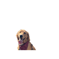 Golden Retriever Happy Dog Sticker by Geekster Pets