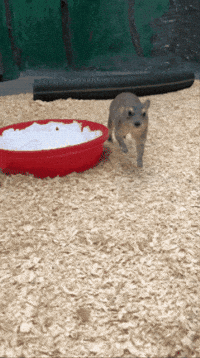 Run Hello GIF by Valley Zoo Development Society