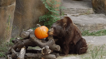 Houston Zoo Animals Enjoy Autumn Treats