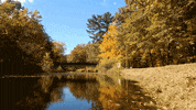 autumn GIF