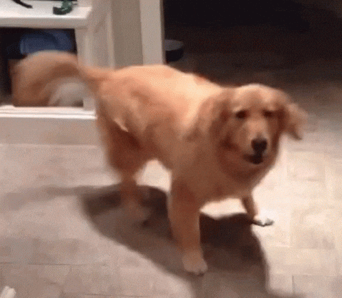 Happy Dog GIF