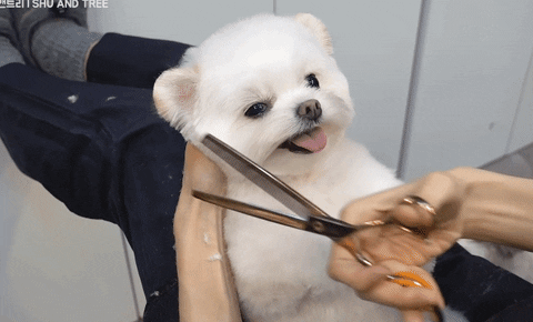 dkfjdfjsdf giphyupload GIF