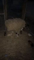 Aussie Farmer Questions Guinea Pigs' Engineering Abilities After They Eat Bottom of Hay Bale