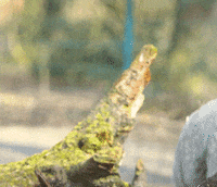 Llama Eating GIF by Planckendael