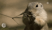 Hungry Squirrel GIF by Das Erste