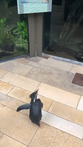 Penguins Take 'Field Trip' Around Empty Aquarium Closed Due to Coronavirus Precautions