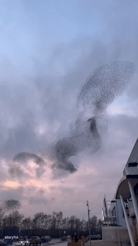 Starlings Spotted in Dreamy 'Dance' During Sunset 