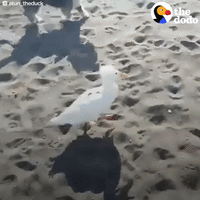 duck GIF by The Dodo