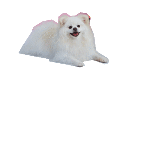 petnatigela giphyupload Sticker